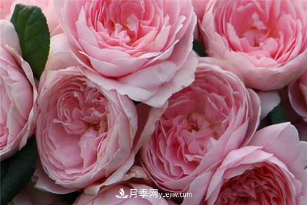 月季開花機(jī)器**名是什么？請叫我**名(圖1)