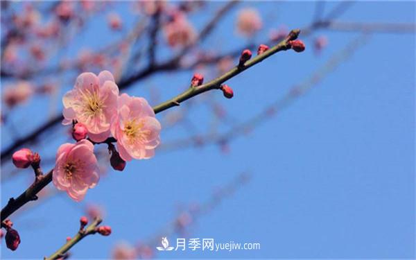 中國(guó)十大盆景排名，看看有哪些品種(圖2)