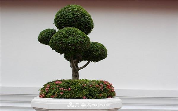 中國(guó)十大盆景排名，看看有哪些品種(圖3)