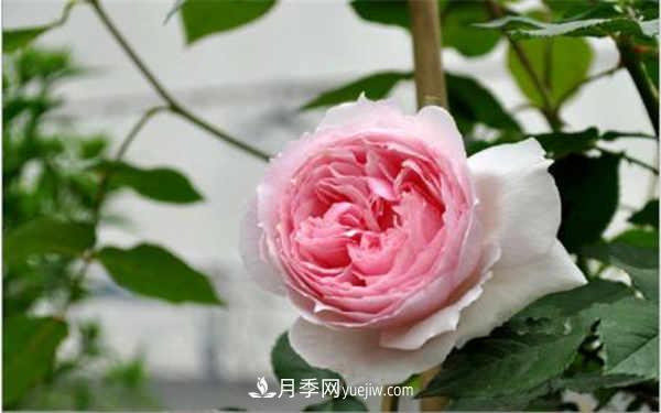 十大勤花月季名單，***經(jīng)典勤花月季花推薦(圖1)