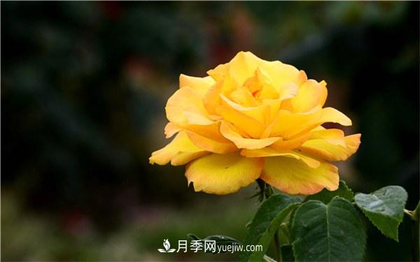 有什么后悔種的月季品種？不值得買的月季品種(圖1)