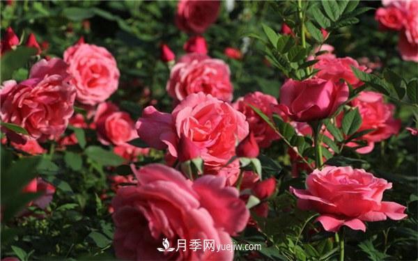 有什么后悔種的月季品種？不值得買的月季品種(圖2)