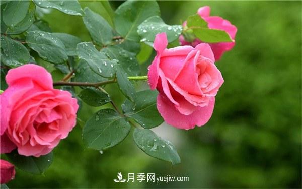 十大難養(yǎng)的花有哪些？什么花卉***難養(yǎng)？(圖1)