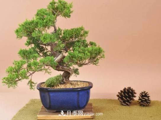 中國十大盆景排名，名貴盆景有哪些？(圖1)