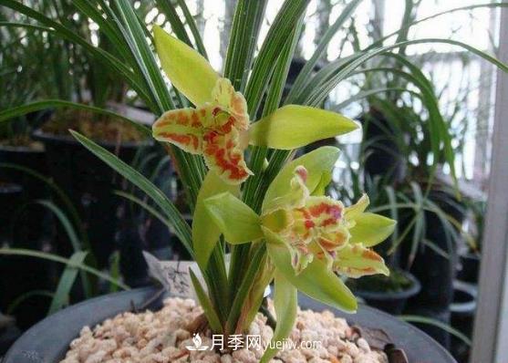 十大名貴蘭花品種，***好看的蘭花排名(圖1)