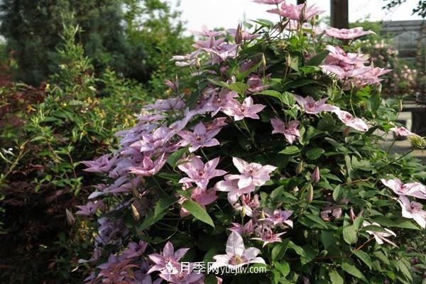 鐵線蓮花卉十大必買品種有哪些？(圖1)