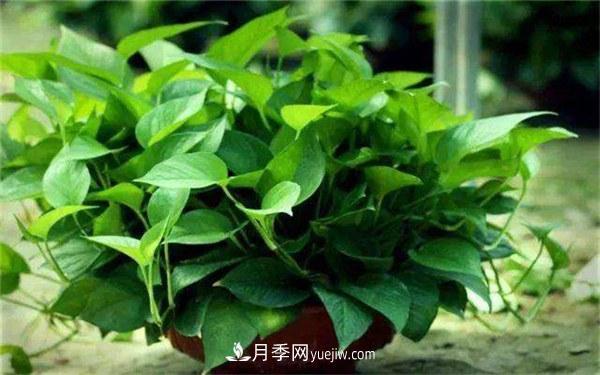 室內(nèi)十大凈化空氣植物，誰吸收有害氣體***有效？(圖1)
