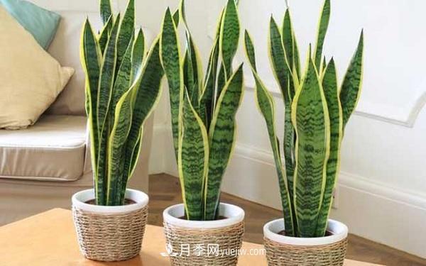 室內(nèi)十大凈化空氣植物，誰吸收有害氣體***有效？(圖3)
