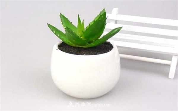室內(nèi)十大凈化空氣植物，誰吸收有害氣體***有效？(圖2)