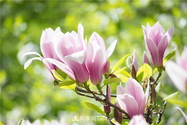 中國***香的五種花排名，我愛白玉蘭(圖1)