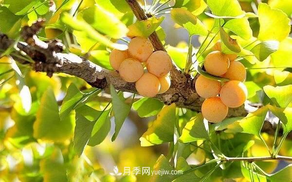 北方庭院十大吉祥之樹，種什么樹寓意好？(圖1)