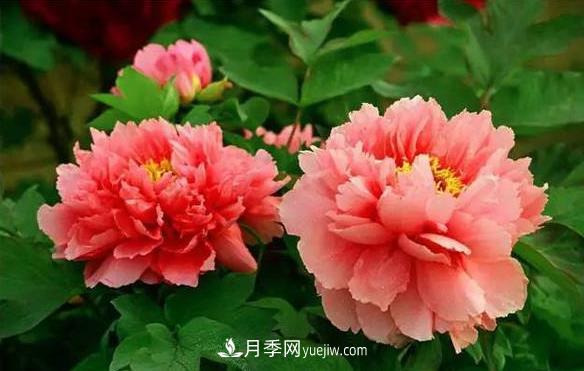 十大耐寒名花，判斷耐寒性較強的花卉(圖1)