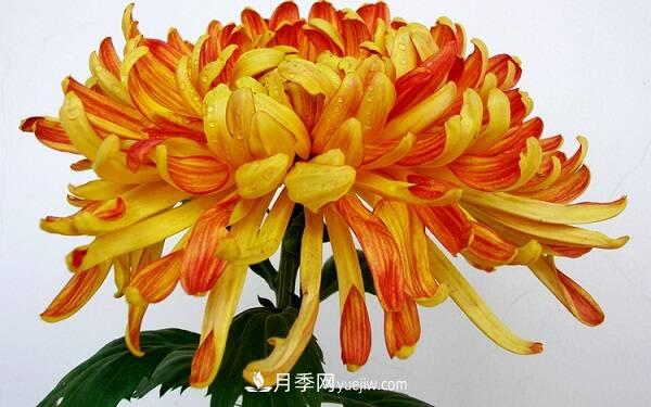菊花種類大全，菊花有多少個品種(圖1)