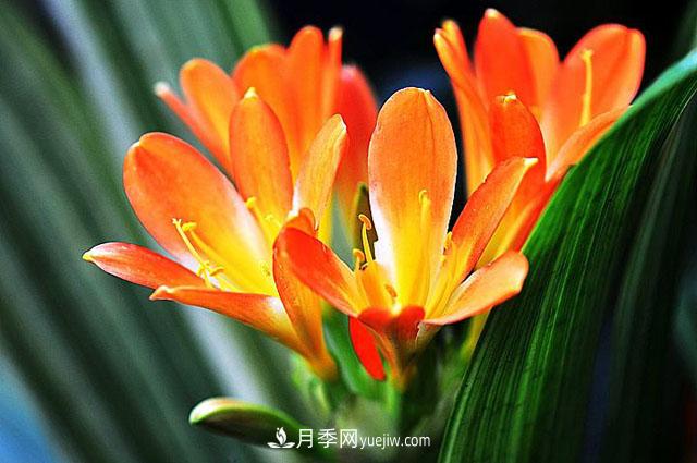 11種友誼之花，***能代表友情的花卉(圖1)