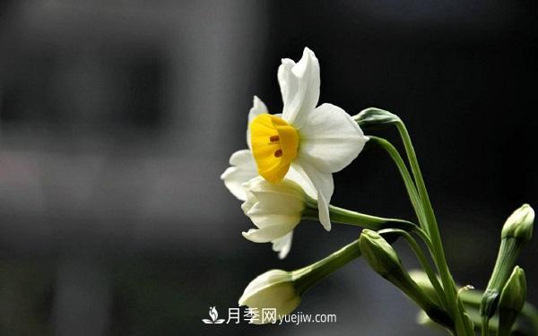常見的草本植物有哪些？(圖2)