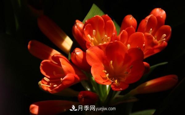 常見的草本植物有哪些？(圖5)