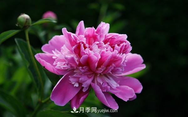 常見的草本植物有哪些？(圖1)
