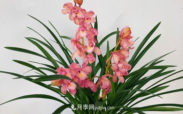 蘭花栽培方法是什么？怎么樣才能養(yǎng)好蘭花？(圖1)