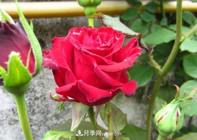 為什么沒人喜歡養(yǎng)卡羅拉月季？(圖1)