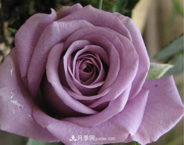 當(dāng)下***熱銷的月季，3個買了不后悔的月季品種(圖3)