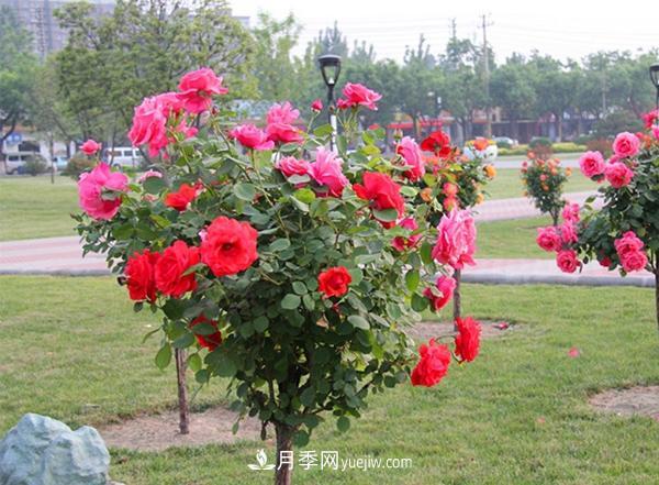 這些苗木術(shù)語(yǔ)每個(gè)苗木人必須要掌握！(圖1)