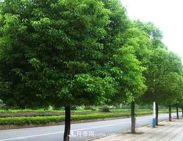 種植南陽香樟的效益為何越來越好？(圖1)