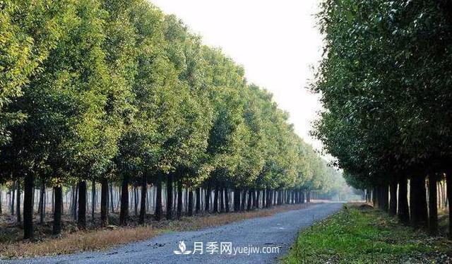 種植南陽香樟的效益為何越來越好？(圖2)