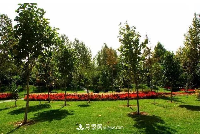 園林苗木移栽，怎樣才能更好生根？(圖2)