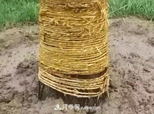 大喬木移栽后是否全部需要纏草繩？(圖1)