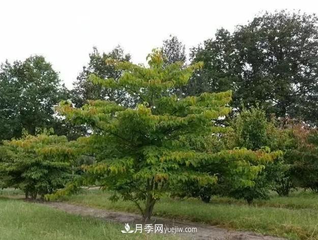 叢生苗木走俏，被稱為去庫存利器(圖1)