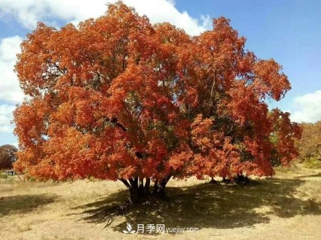 叢生苗木走俏，被稱為去庫存利器(圖2)