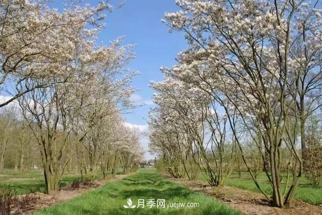 叢生苗木走俏，被稱為去庫存利器(圖3)