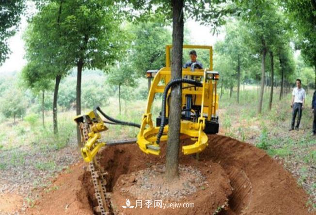 大樹(shù)苗木起挖移栽缺水、存活率不高的原因(圖1)