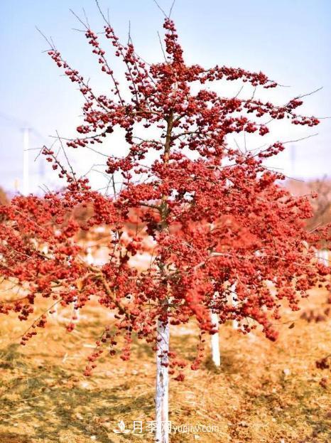 為什么這11種彩葉開花喬木在園林綠化市場(chǎng)中反響不錯(cuò)(圖2)