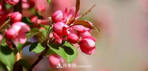 為什么這11種彩葉開花喬木在園林綠化市場(chǎng)中反響不錯(cuò)(圖1)