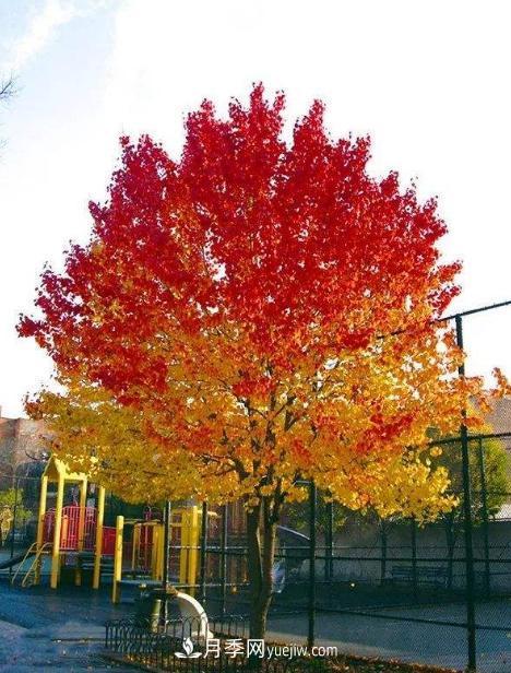 為什么這11種彩葉開花喬木在園林綠化市場(chǎng)中反響不錯(cuò)(圖3)