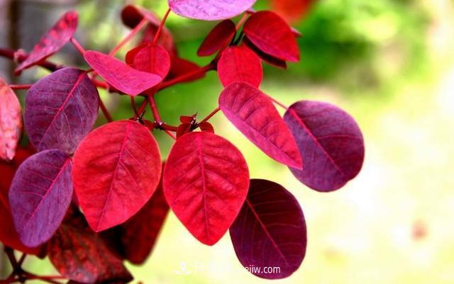 為什么這11種彩葉開花喬木在園林綠化市場(chǎng)中反響不錯(cuò)(圖8)