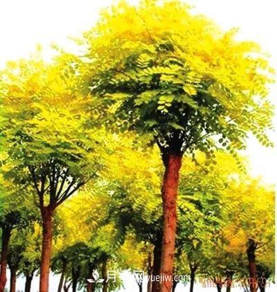 為什么這11種彩葉開花喬木在園林綠化市場(chǎng)中反響不錯(cuò)(圖5)