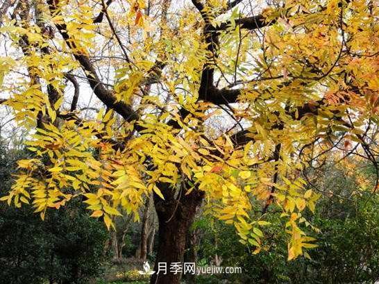 為什么這11種彩葉開花喬木在園林綠化市場(chǎng)中反響不錯(cuò)(圖6)