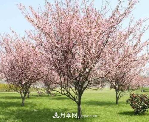 為什么這11種彩葉開花喬木在園林綠化市場(chǎng)中反響不錯(cuò)(圖9)