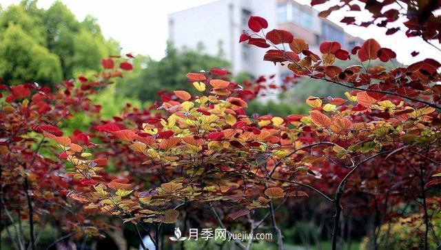 為什么這11種彩葉開花喬木在園林綠化市場(chǎng)中反響不錯(cuò)(圖12)