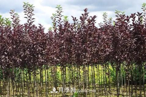為什么這11種彩葉開花喬木在園林綠化市場(chǎng)中反響不錯(cuò)(圖10)