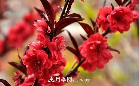 為什么這11種彩葉開花喬木在園林綠化市場(chǎng)中反響不錯(cuò)(圖11)