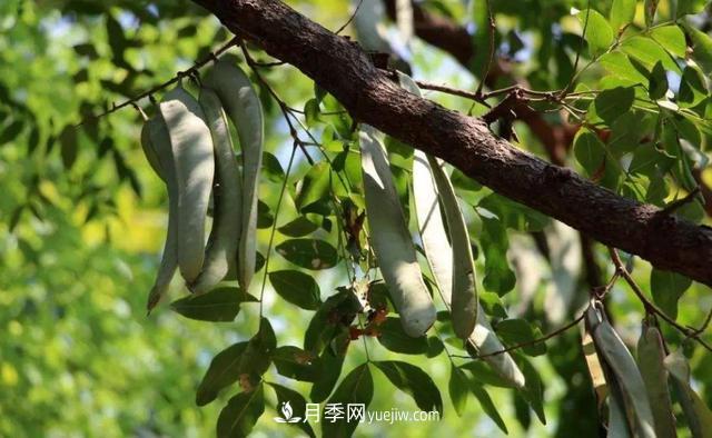 全身都是寶的南陽皂角樹，如今是優(yōu)良鄉(xiāng)土樹種(圖2)