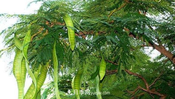 全身都是寶的南陽皂角樹，如今是優(yōu)良鄉(xiāng)土樹種(圖1)