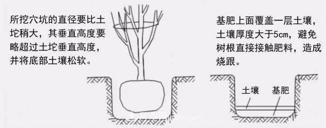 要想苗木長(zhǎng)得好，挖好樹(shù)穴很重要！標(biāo)準(zhǔn)種植穴(圖3)