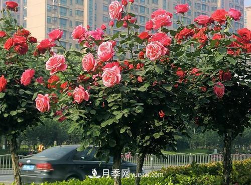 常規(guī)的月季樹(shù)多少錢(qián)一棵？(圖1)