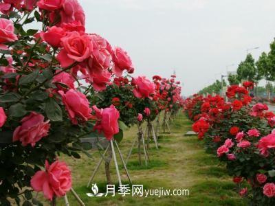 常規(guī)的月季樹(shù)多少錢(qián)一棵？(圖2)