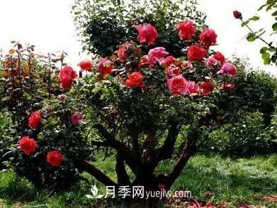常規(guī)的月季樹(shù)多少錢(qián)一棵？(圖3)