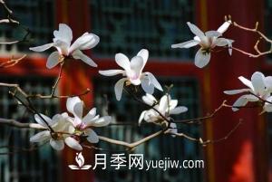 南召白玉蘭，廣玉蘭，紫玉蘭有什么區(qū)別，種植方法有哪些？(圖7)